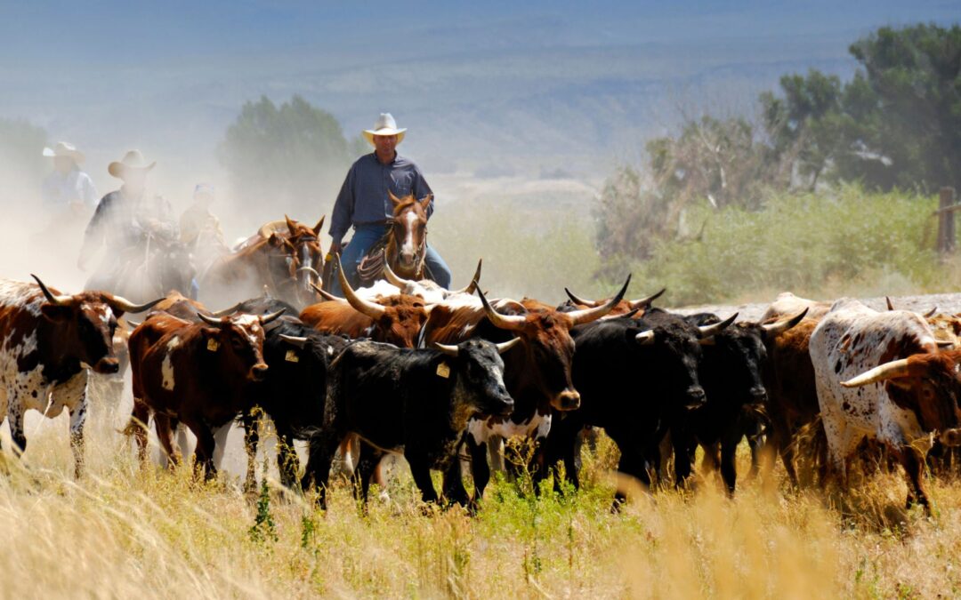 Cattle insurance